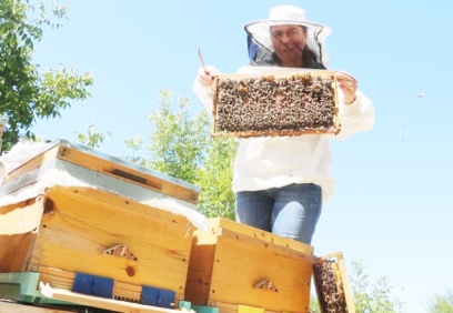 Kuraklık nedeniyle bal hasadı 420 tondan 200 tona düştü