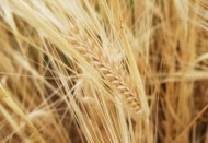 Kuraklık sigortasında ödemeler tamamlandı