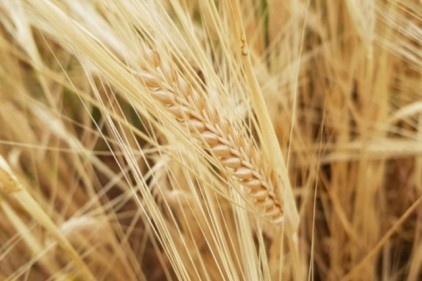 Kuraklık sigortasında ödemeler tamamlandı