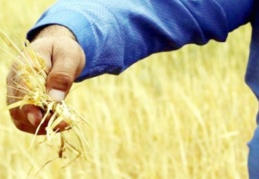 Kuraklık, üretimi ciddi oranda etkileyen bir afet