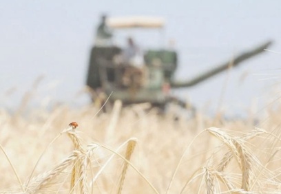 Kuraklık ve afetler tarımsal üretimi vurdu, rekolteler düşüyor