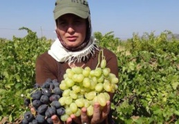 Kuraklık ve sıcak hava, üzüm üreticisini hayal kırıklığına uğrattı