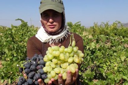 Kuraklık ve sıcak hava, üzüm üreticisini hayal kırıklığına uğrattı