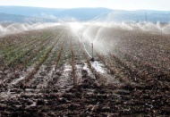 Kuraklık yüzünden ekinler sulanmaya başlandı