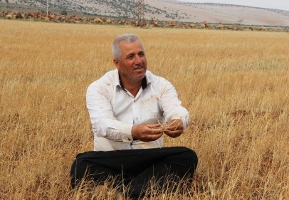 Kuraklık yüzünden hububatlar hayvan yemi oldu