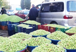 Kuraklık, zeytin rekoltesini düşürdü