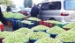 Kuraklık, zeytin rekoltesini düşürdü