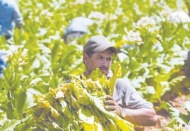 "Kuraklıktan etkilenen kekik, anason, haşhaş ve tütün gibi ürünlerde verim kaybı yüzde 40 ile 60 arasında