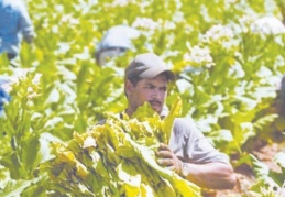 "Kuraklıktan etkilenen kekik, anason, haşhaş ve tütün gibi ürünlerde verim kaybı yüzde 40 ile 60 arasında