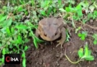 Kurbağa ve kertenkeleyi önce sevdi, sonra fotoğrafladı