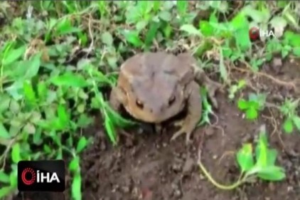 Kurbağa ve kertenkeleyi önce sevdi, sonra fotoğrafladı