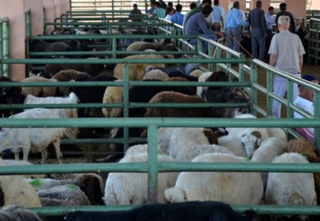 Kurban Bayramı için geri sayım başladı