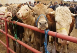 Kurban Bayramı için hayvan sayımızda herhangi bir sıkıntı yok