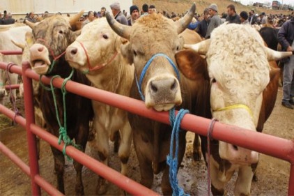 Kurban Bayramı için hayvan sayımızda herhangi bir sıkıntı yok
