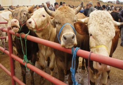 Kurban Bayramı tatili 10 gün oldu 