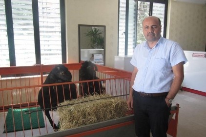 Kurban fiyatları cep yakacak!