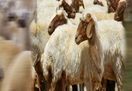 Kurban fiyatları halen belirsizliğini koruyor