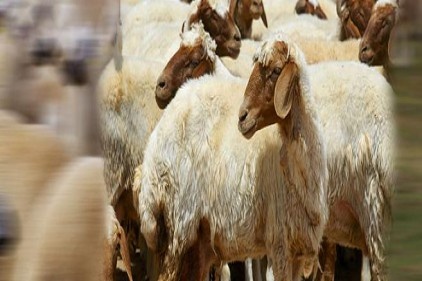 Kurban fiyatları halen belirsizliğini koruyor