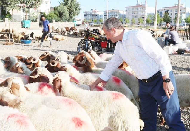 Kurban kesim ve satış noktaları belirlendi