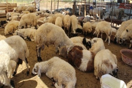 Kurban kesim ve satış noktalarını belirlendi