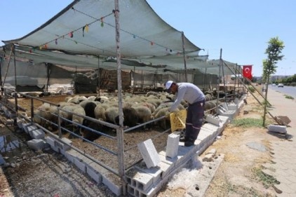 Kurban kesim ve satış yerlerinde karasinek mücadelesi başlatıldı