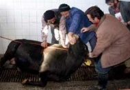 Kurban kesim ve satış yerlerini belirlendi