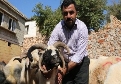 Kurbanlık fiyatı 600 ile 2 bin lira arasında değişiyor