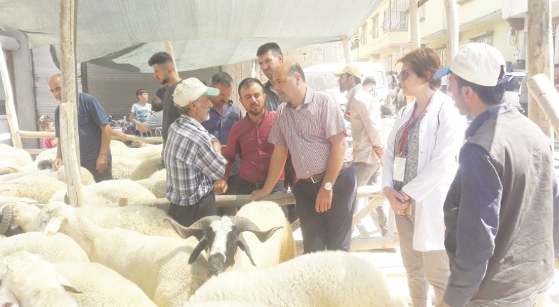 Kurbanlık hayvan sayısı ve tedarikinde sıkıntı yok