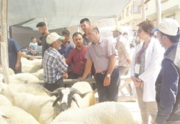 Kurbanlık hayvan sayısı ve tedarikinde sıkıntı yok