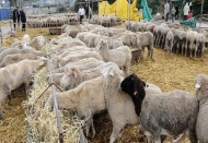 Kurbanlık iyi seçilmezse tüberküloz brucella, şarbon hastalığı kapıda