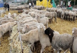 Kurbanlık iyi seçilmezse tüberküloz brucella, şarbon hastalığı kapıda