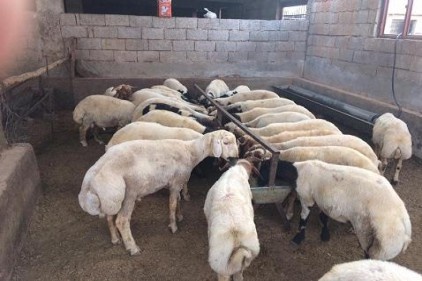 Kurbanlıklar alıcılarıyla buluşuyor