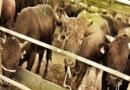 Kurbanlıklar için ödenecek para, 12 milyara yaklaşacak