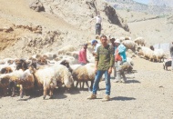Kurbanlıklar yayladan indirildi