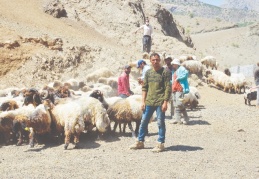 Kurbanlıklar yayladan indirildi