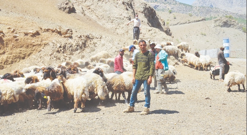 Kurbanlıklar yayladan indirildi