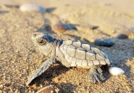Küresel ısınma caretta carettaların erkek soyunu tehdit ediyor