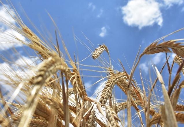 Küresel rezervlerde 10 haftalık buğday stoku kaldı!