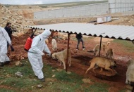 Küresel salgına karşı, hayvan besleme noktaları dezenfekte edildi