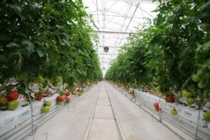 Küresel sera pazarı 10 Milyar USD civarında bir büyüklüğe sahip 