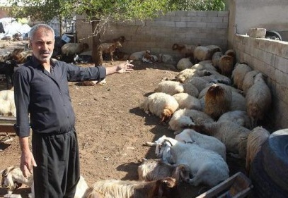 Kurt dehşetinden kaçan koyunlardan 155'i bulundu 