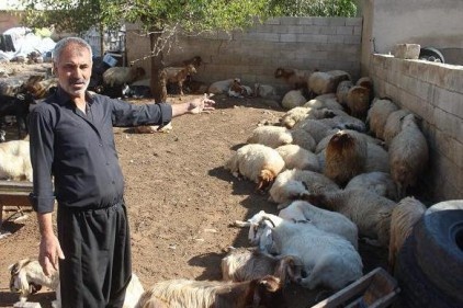 Kurt dehşetinden kaçan koyunlardan 155&#039;i bulundu 