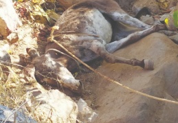 Kurtarma çalışmaları gecikince çukura düşen eşek telef oldu