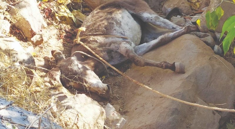 Kurtarma çalışmaları gecikince çukura düşen eşek telef oldu