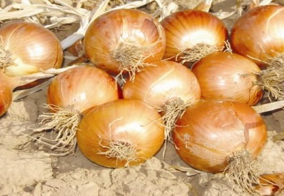 Kuru soğan fotosu Temmuz’un rekortmeni kuru soğan