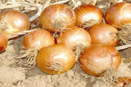 Kuru soğan fotosu Temmuz&#8217;un rekortmeni kuru soğan