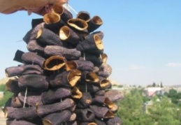 Kuruluk mevsimi