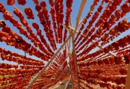 Kurutmalık mevsimi başladı