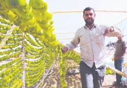 Kurutmalıklar, güneşin tadını alıyor