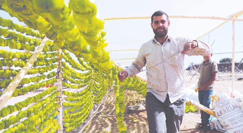 Kurutmalıklar, güneşin tadını alıyor